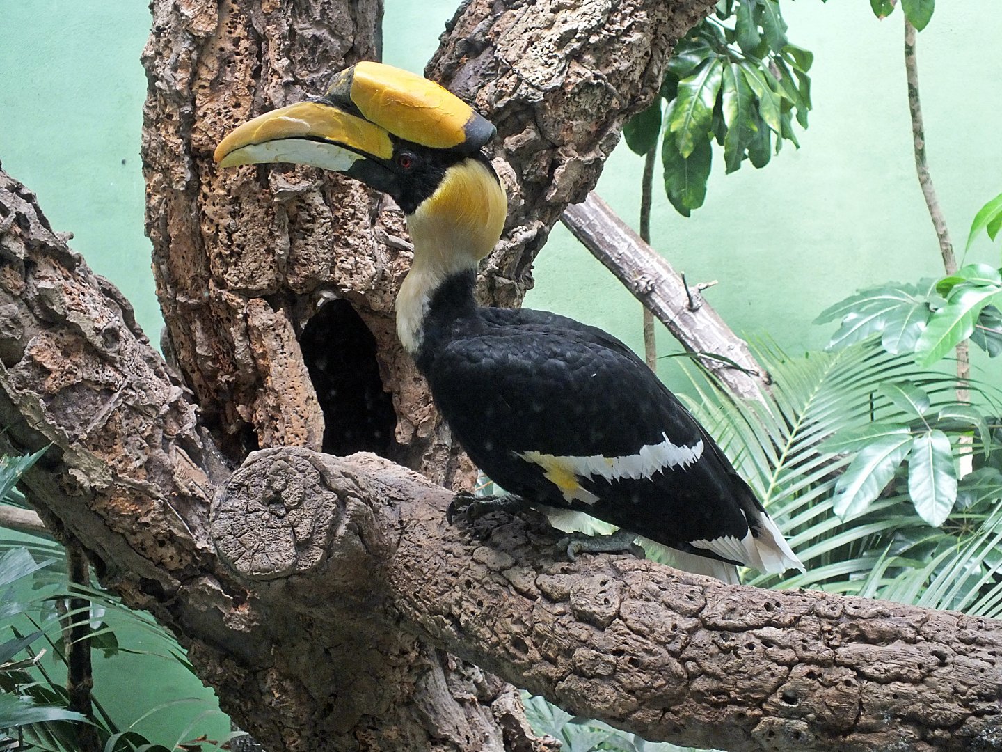 Great Indian hornbill