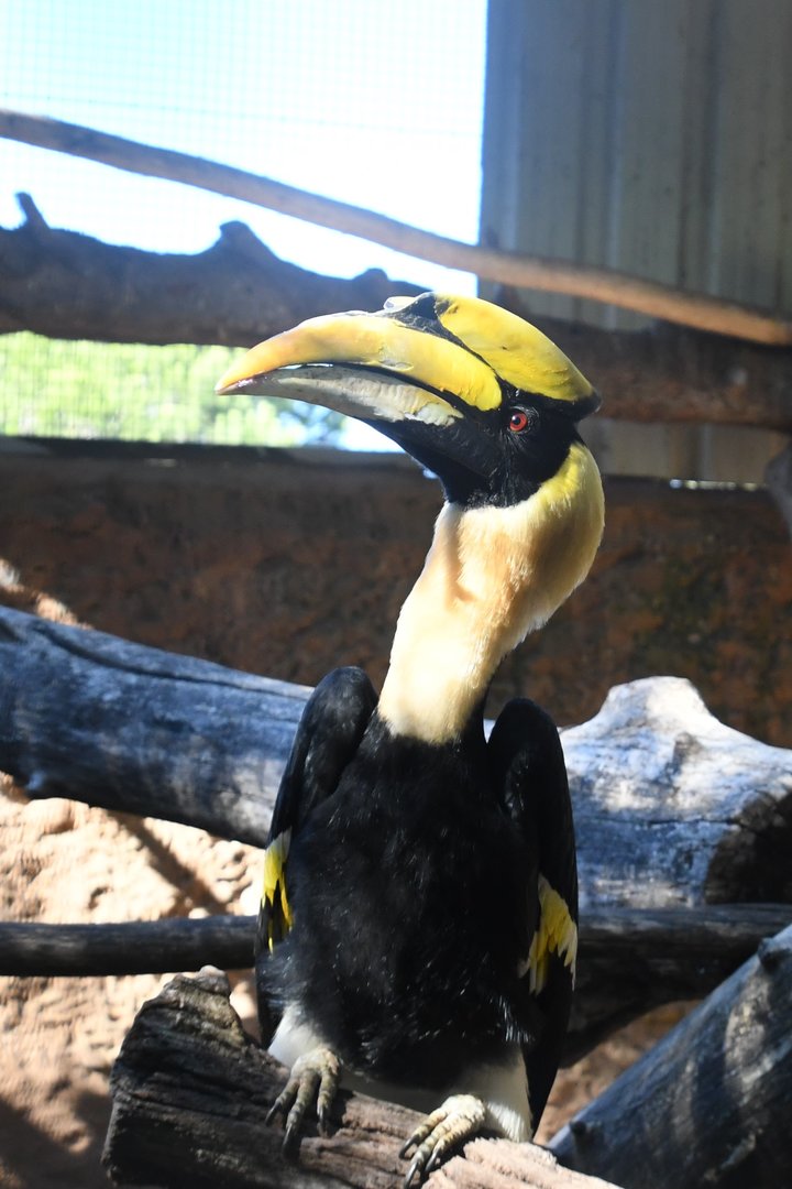 Great Indian Hornbill