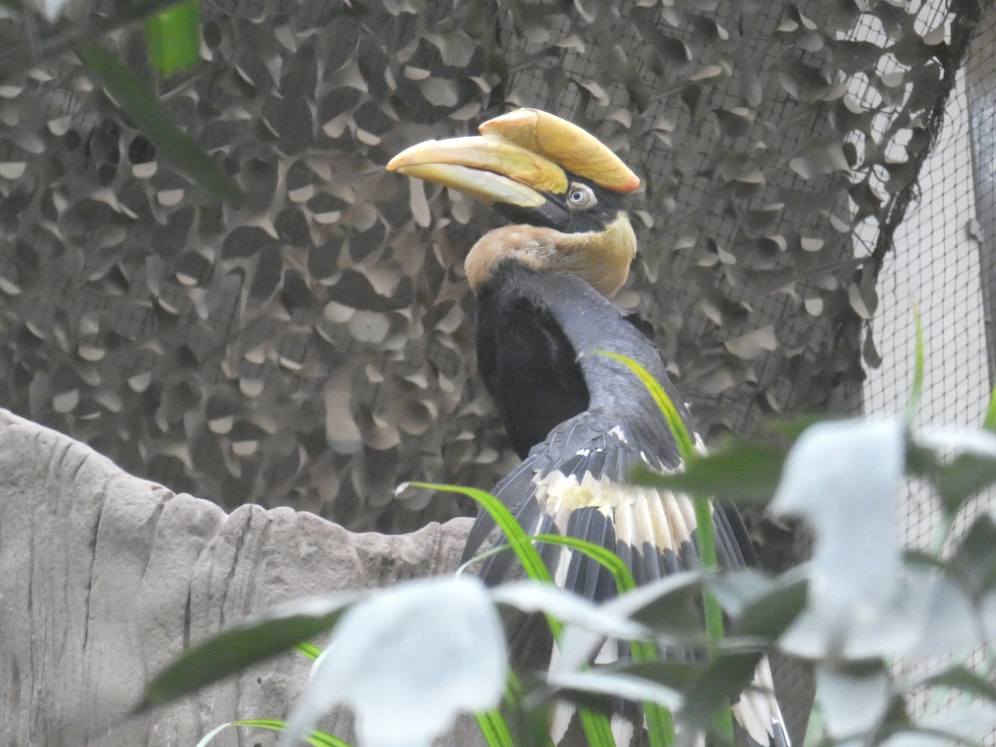 Great Indian hornbill