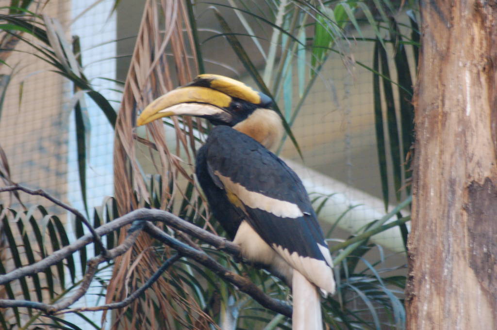 Great indian hornbill