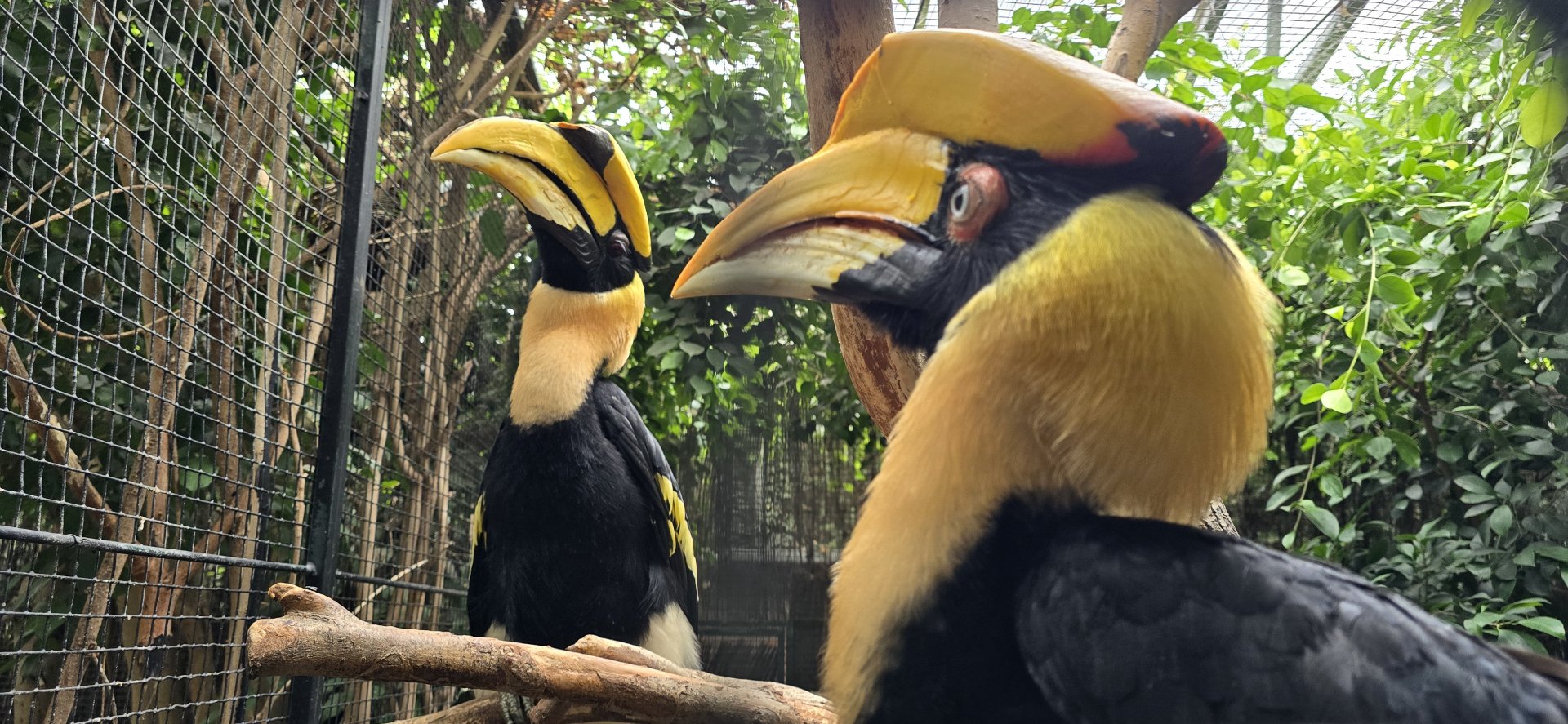 Great Indian hornbill