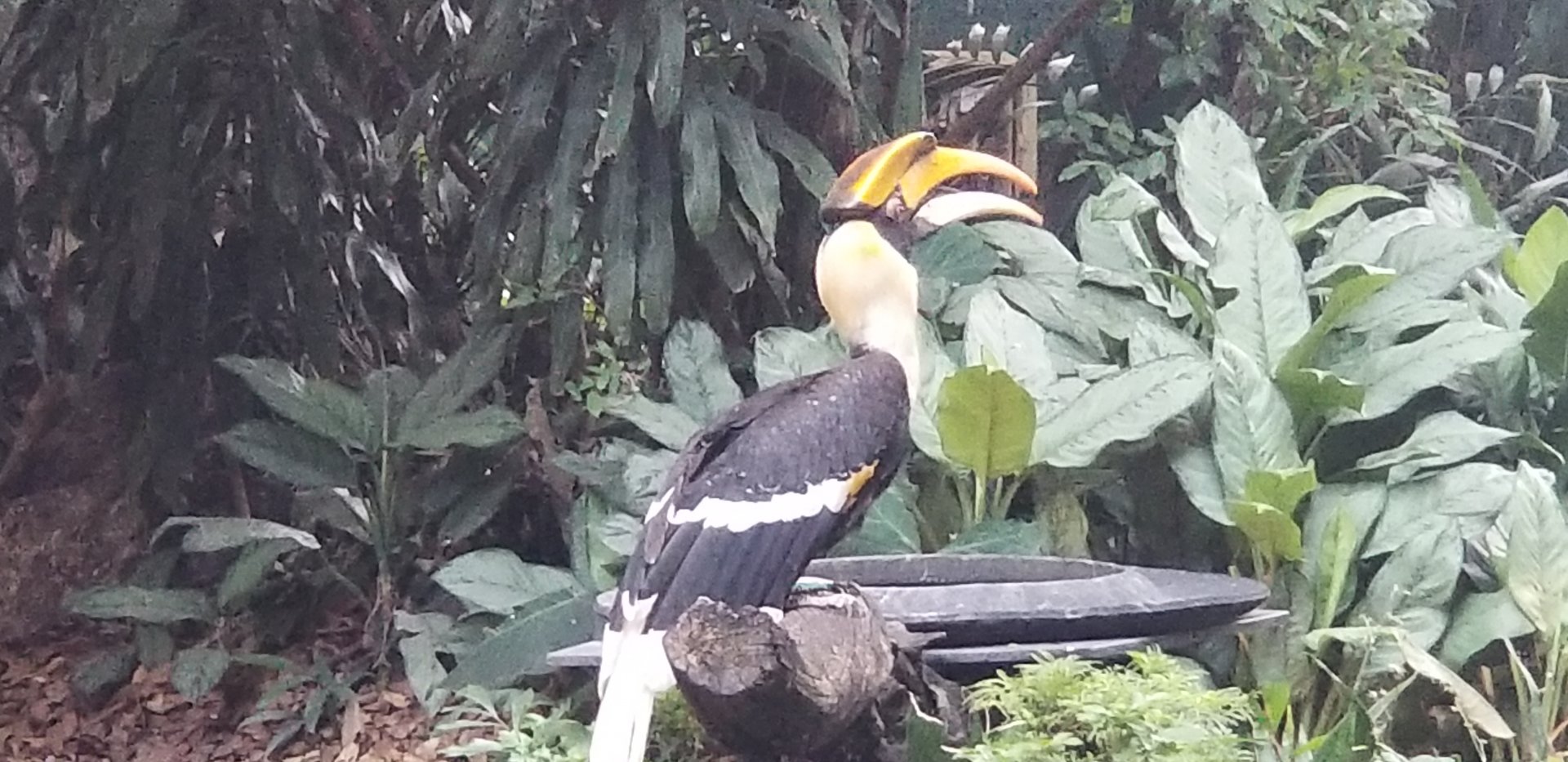 Great Indian Hornbill