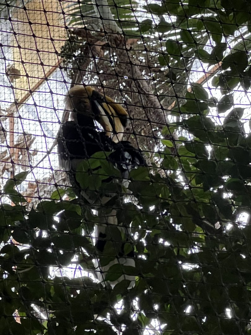 Great Indian Hornbill