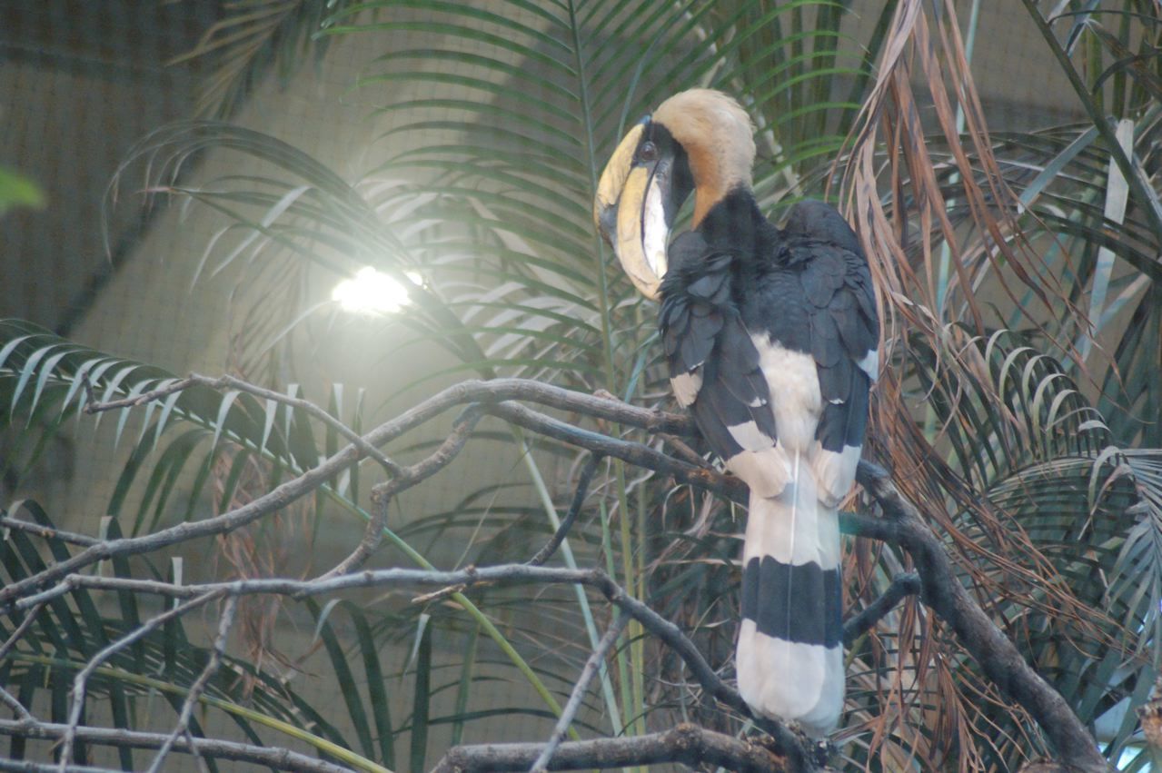 Great indian hornbill