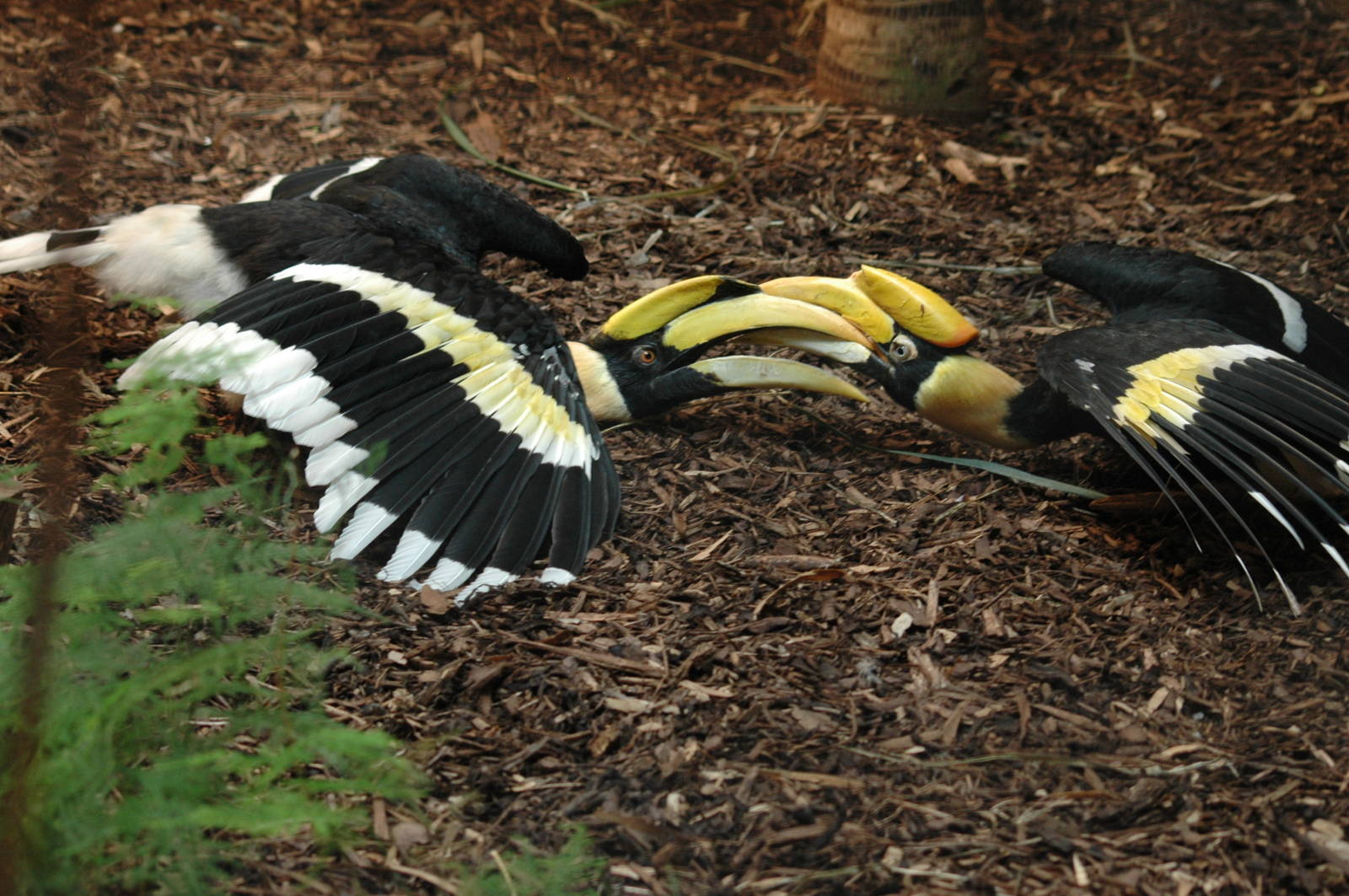 Great Indian Hornbills Fighting