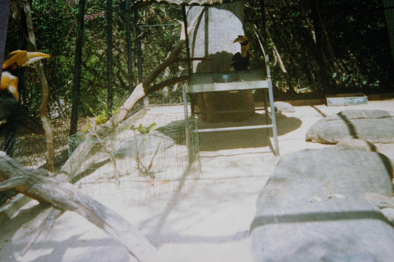 great Indian hornbills, Noumea Zoo