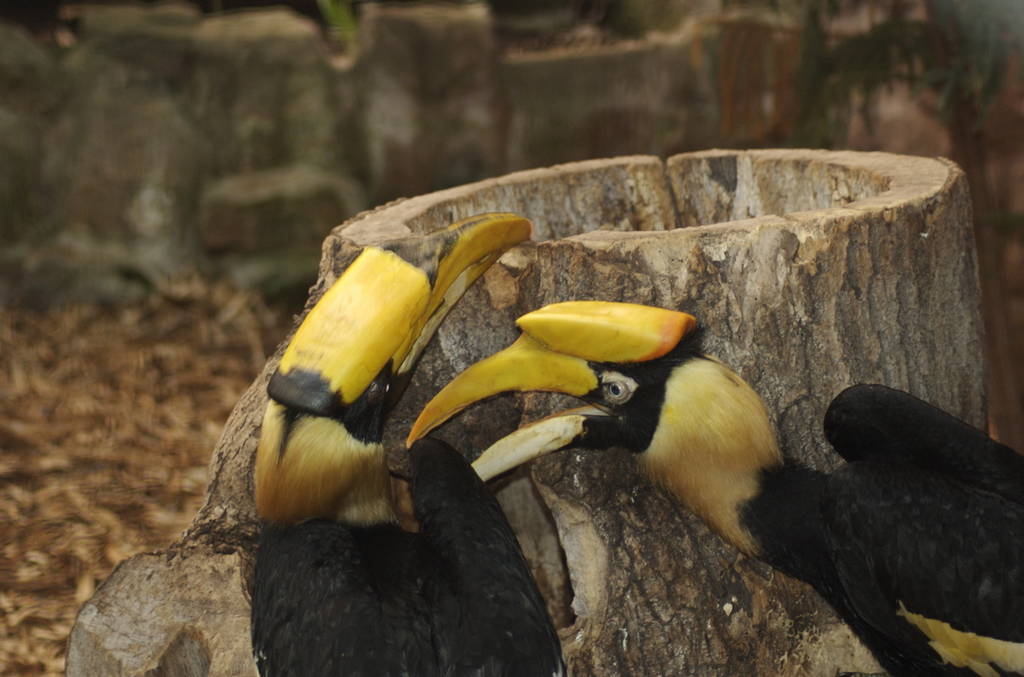 Great Indian Hornbills