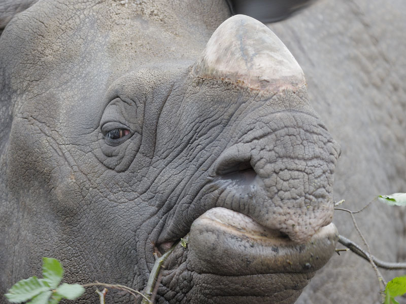 Great Indian rhino eating browse (2)