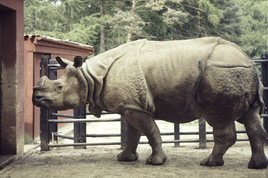 Great Indian rhino, Whipsnade 1972