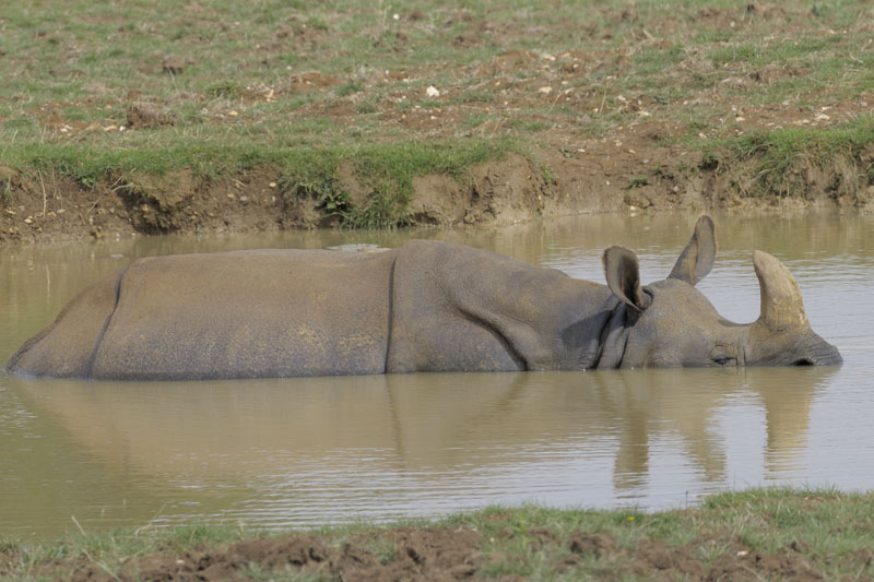 Great Indian rhino