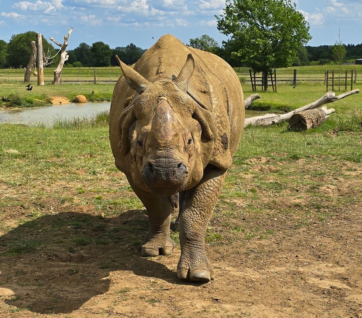 Great Indian rhinoceros Hugo