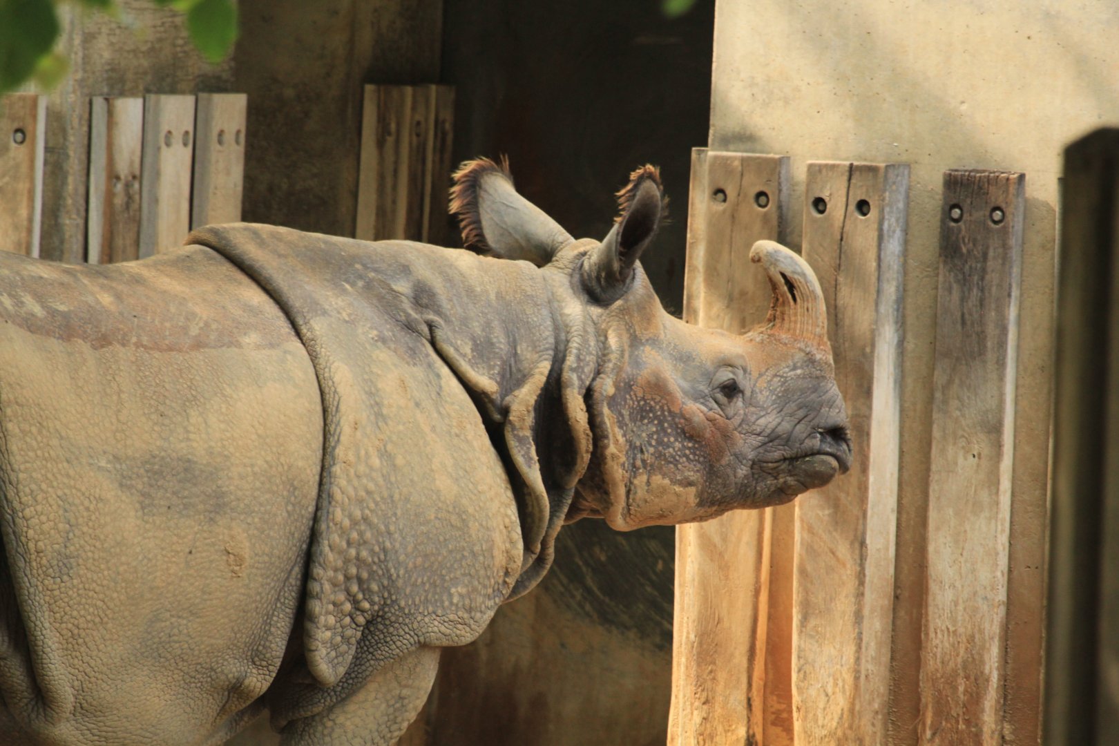 Great Indian Rhinoceros (May 2018)