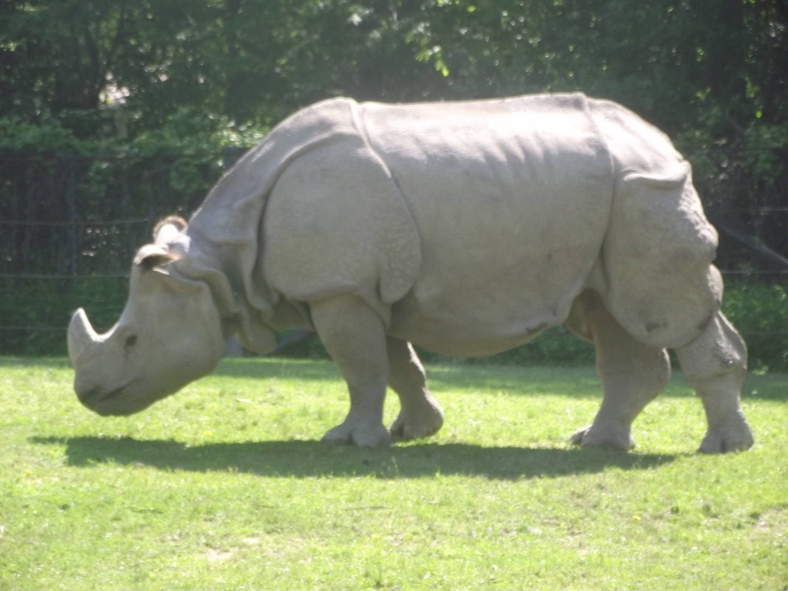 Great Indian Rhinoceros