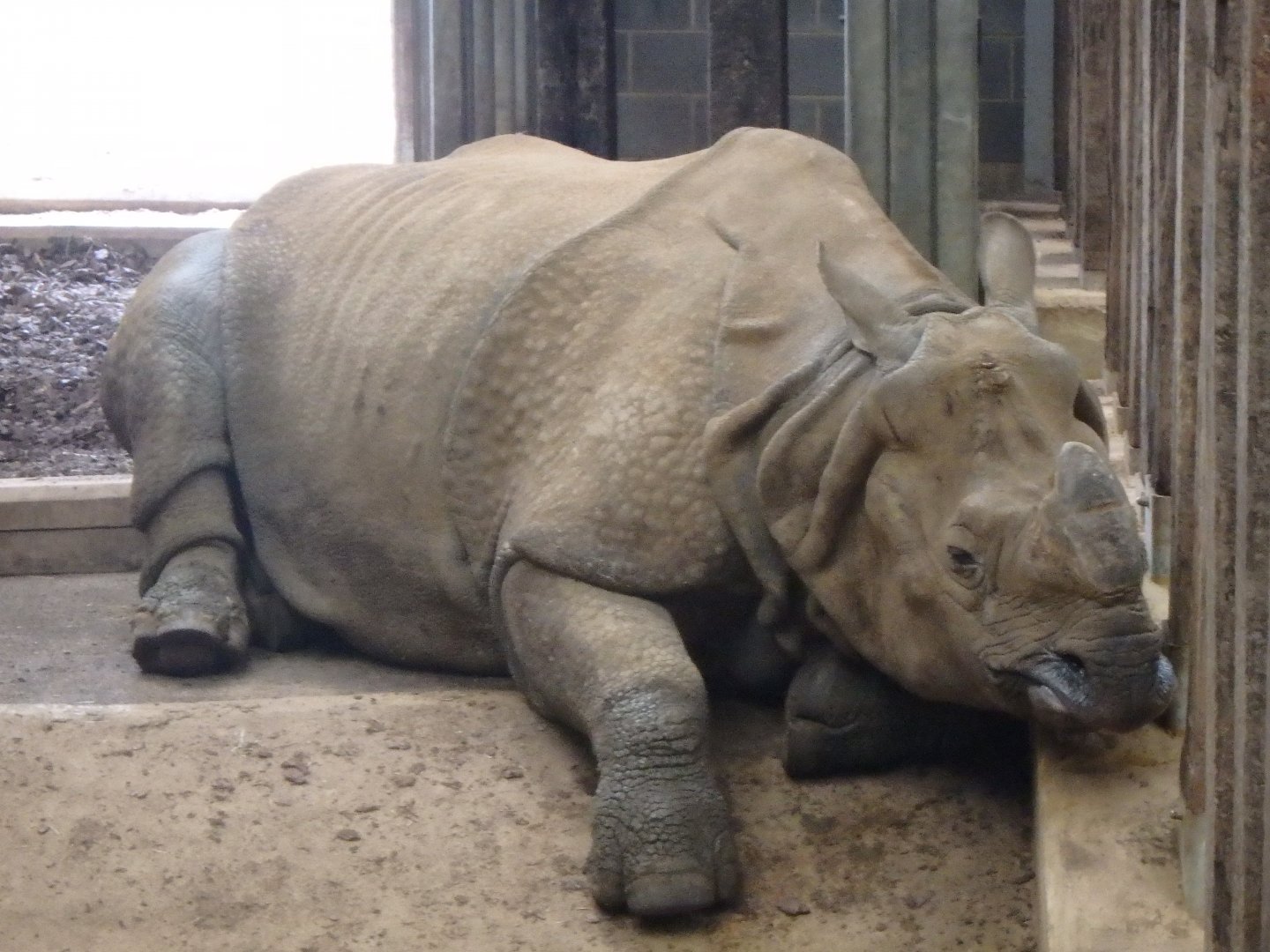 Great indian rhinoceros