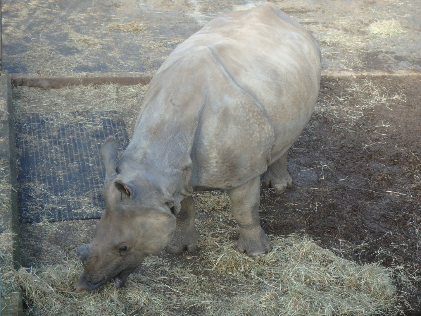 Great indian rhinoceros