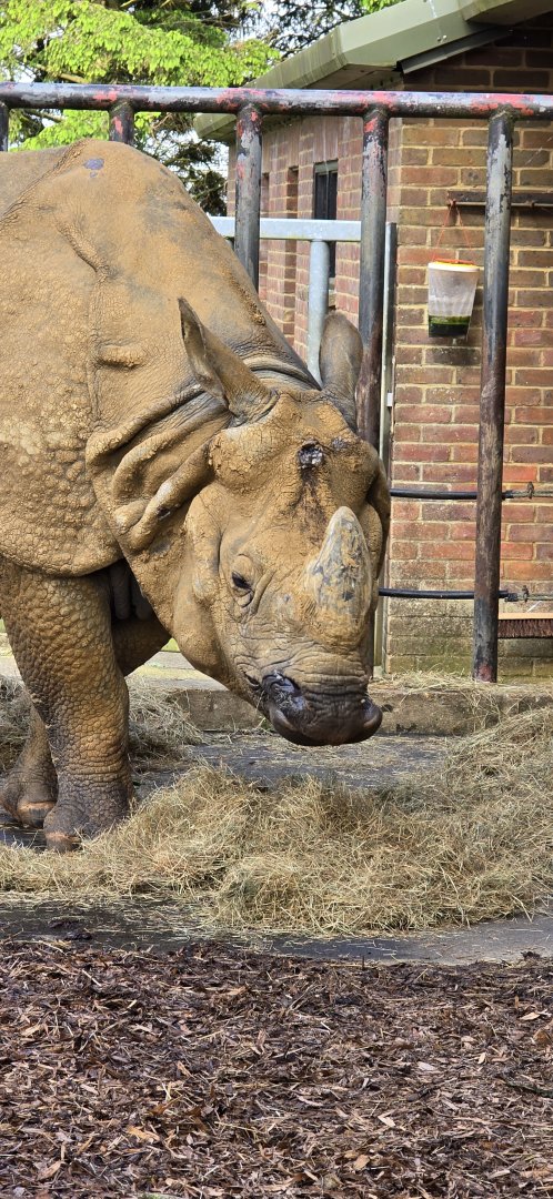 Great Indian rhinoceros