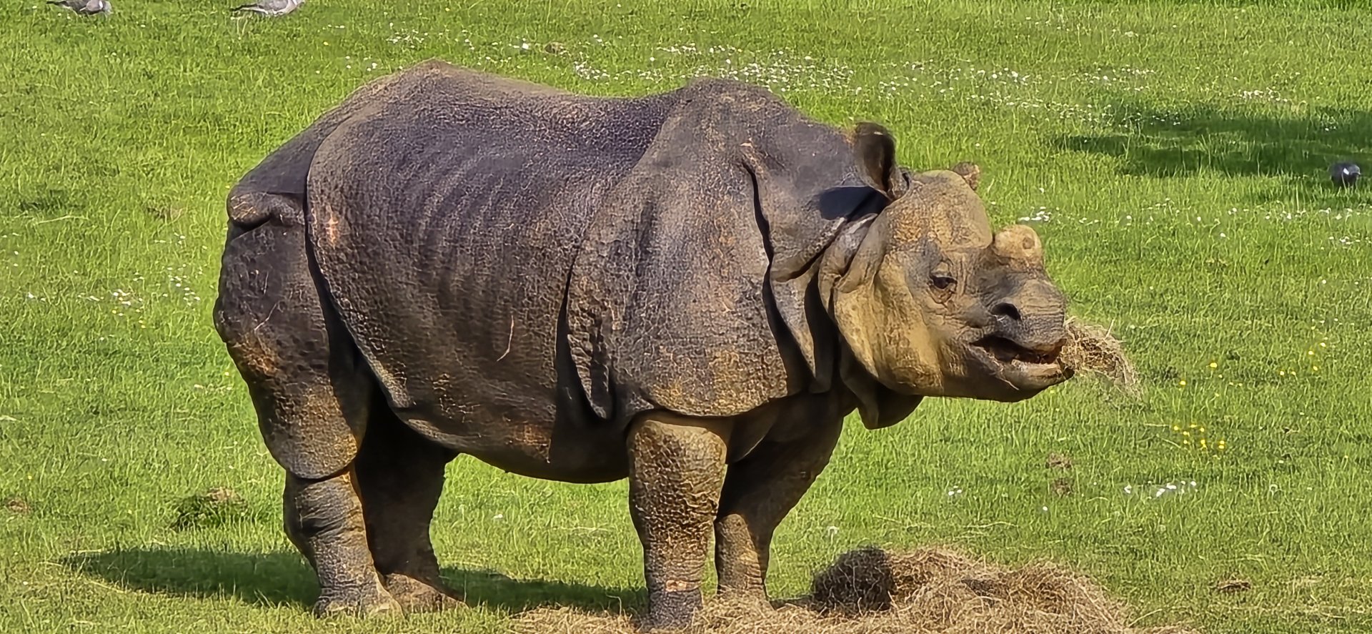 Great Indian rhinoceros