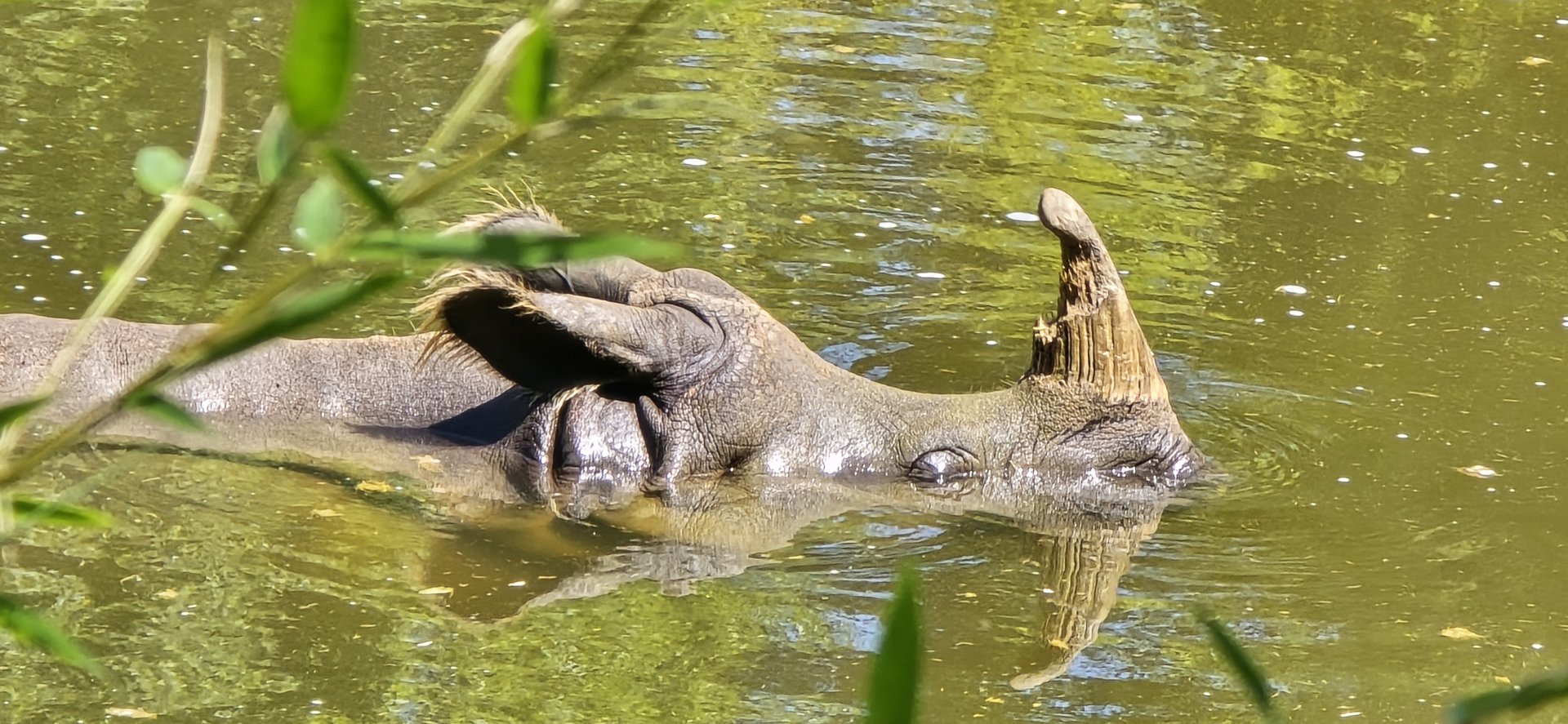 Great Indian rhinoceros
