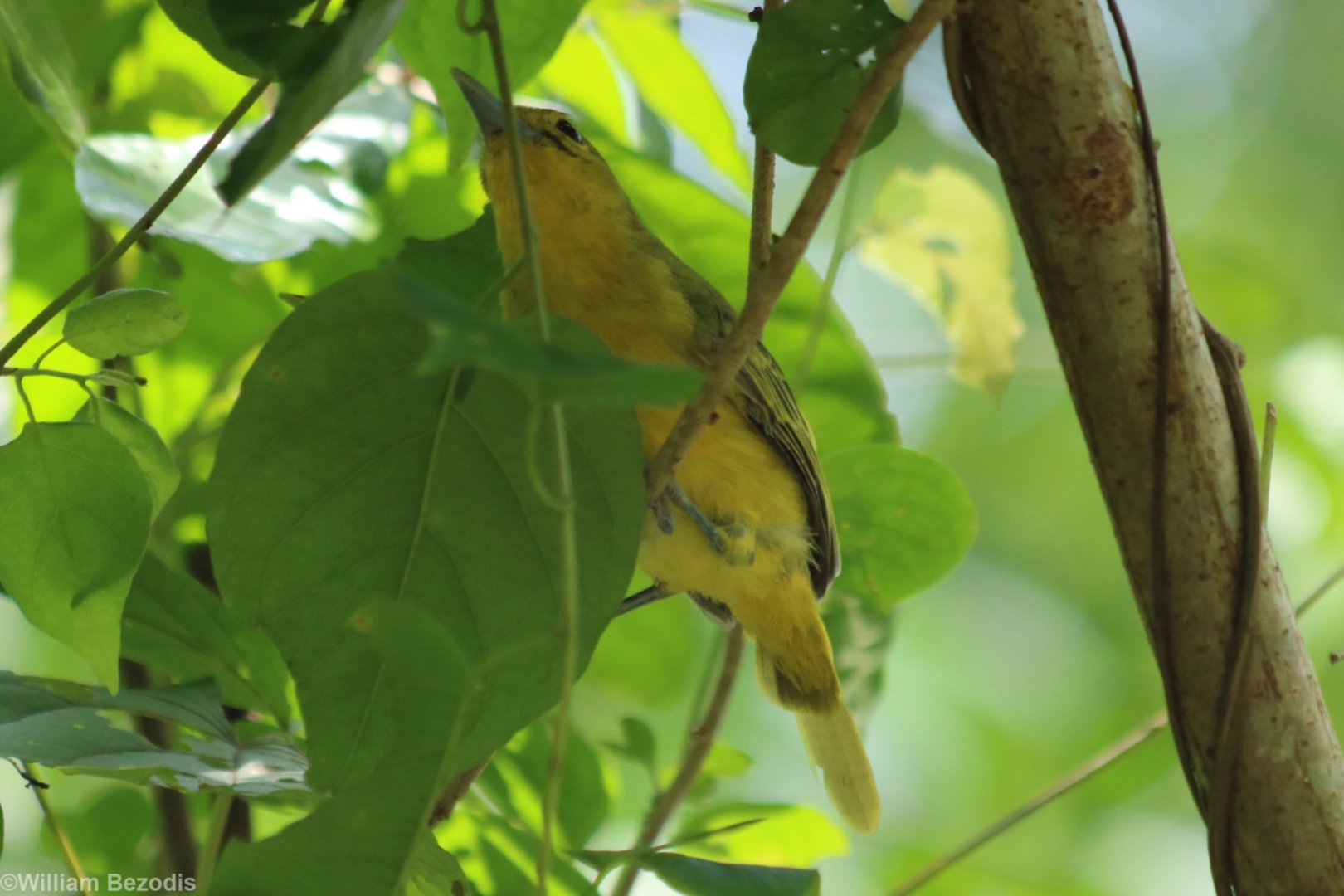 Great Iora - Cat Tien