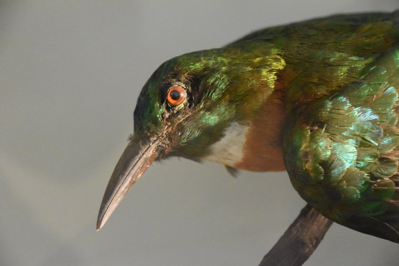 Great jacamar