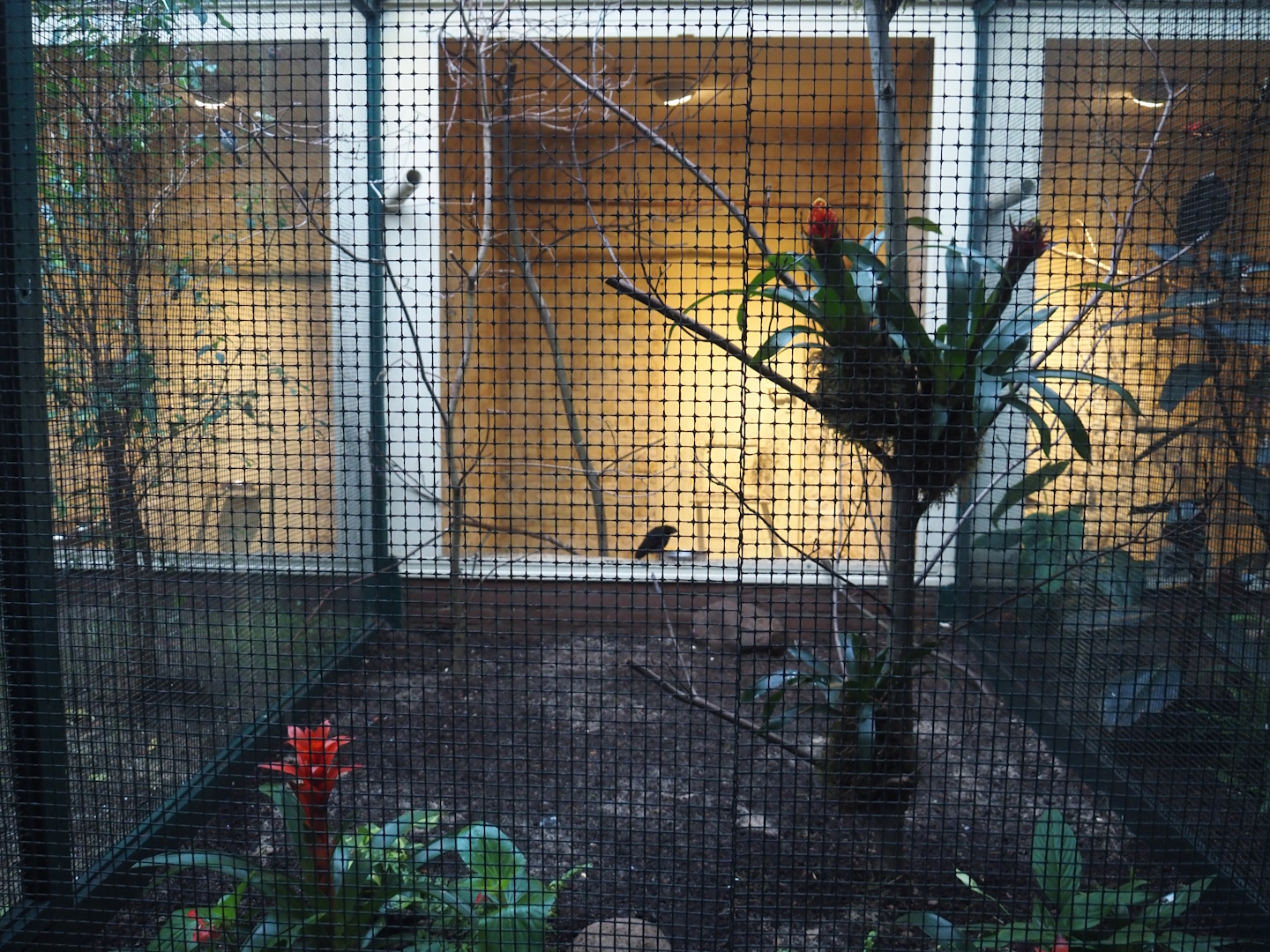 Great kiskadee and Purple-throated fruitcrow aviary, 2024-05-22