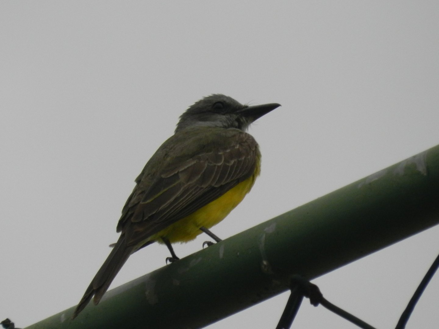 Great kiskadee - Arraial do Cabo, RJ Brazil