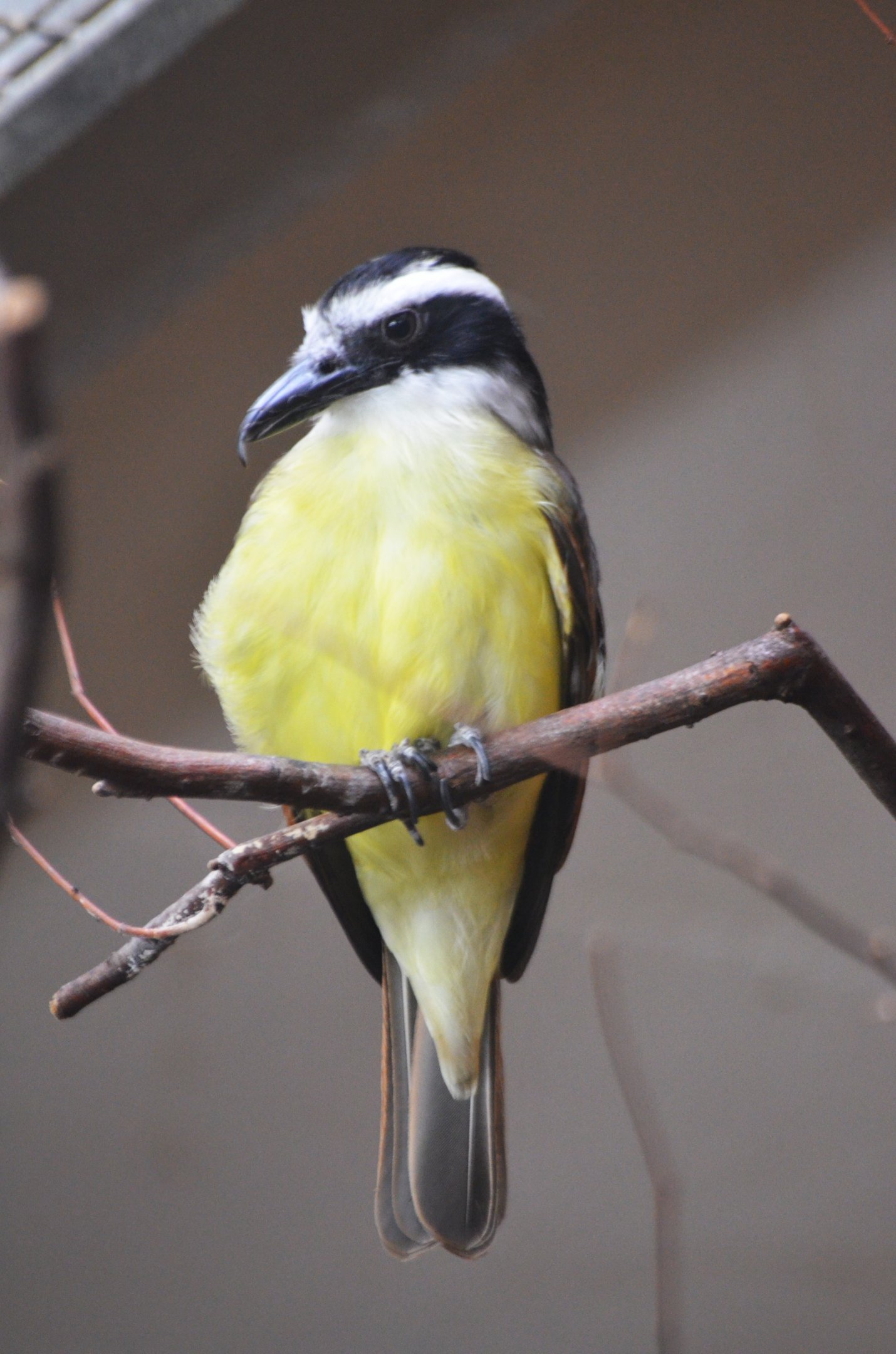 Great Kiskadee at Wuppertal, 16/06/19