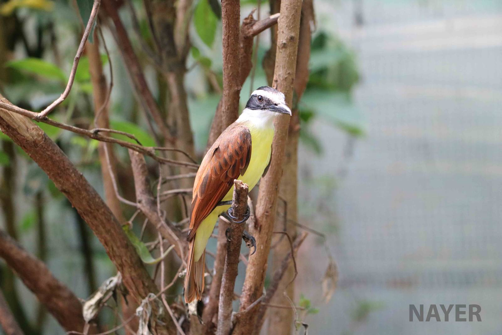 Great kiskadee - Bioparque la Reserva, March 2016