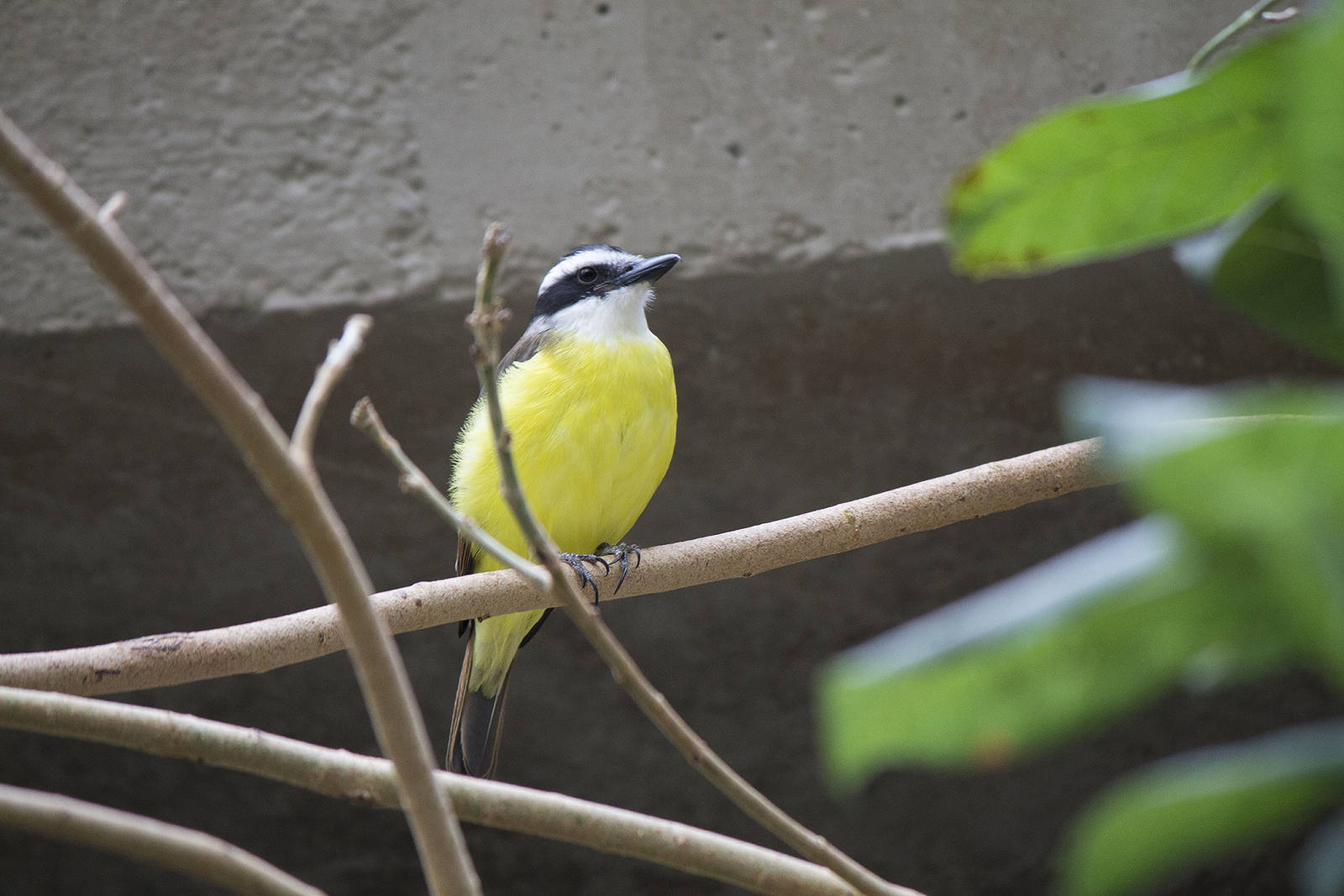 Great kiskadee flycatcher