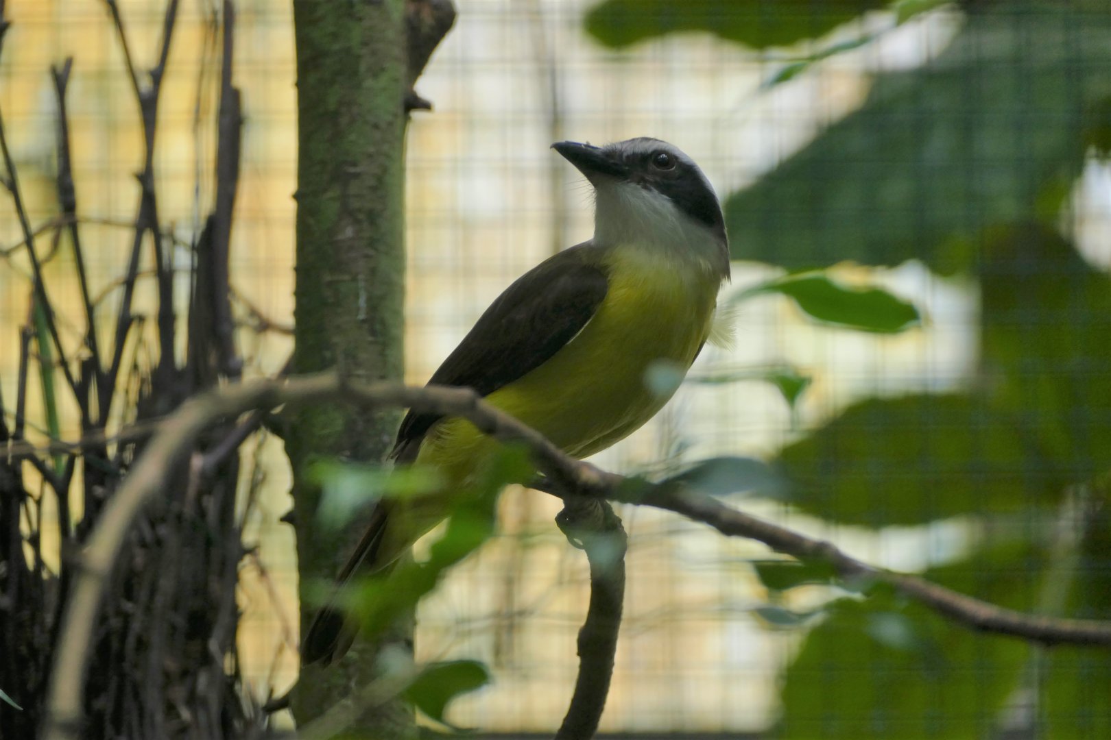 Great kiskadee flycatcher