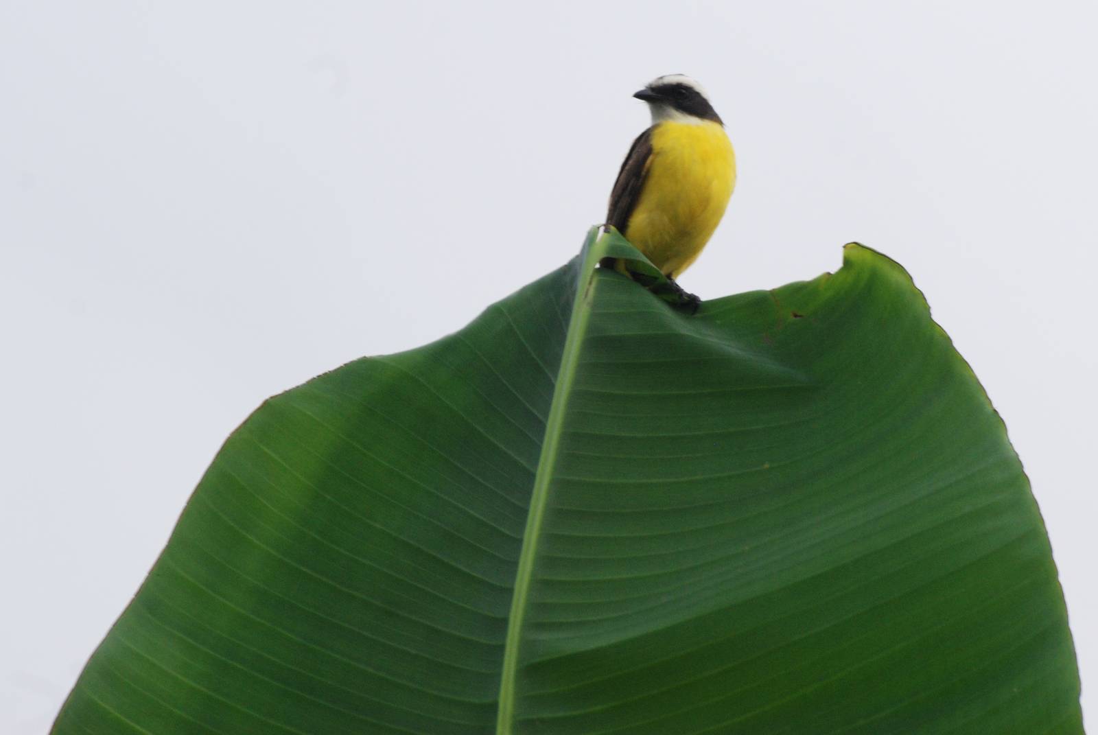 Great Kiskadee in La Fortuna, 18/04/14