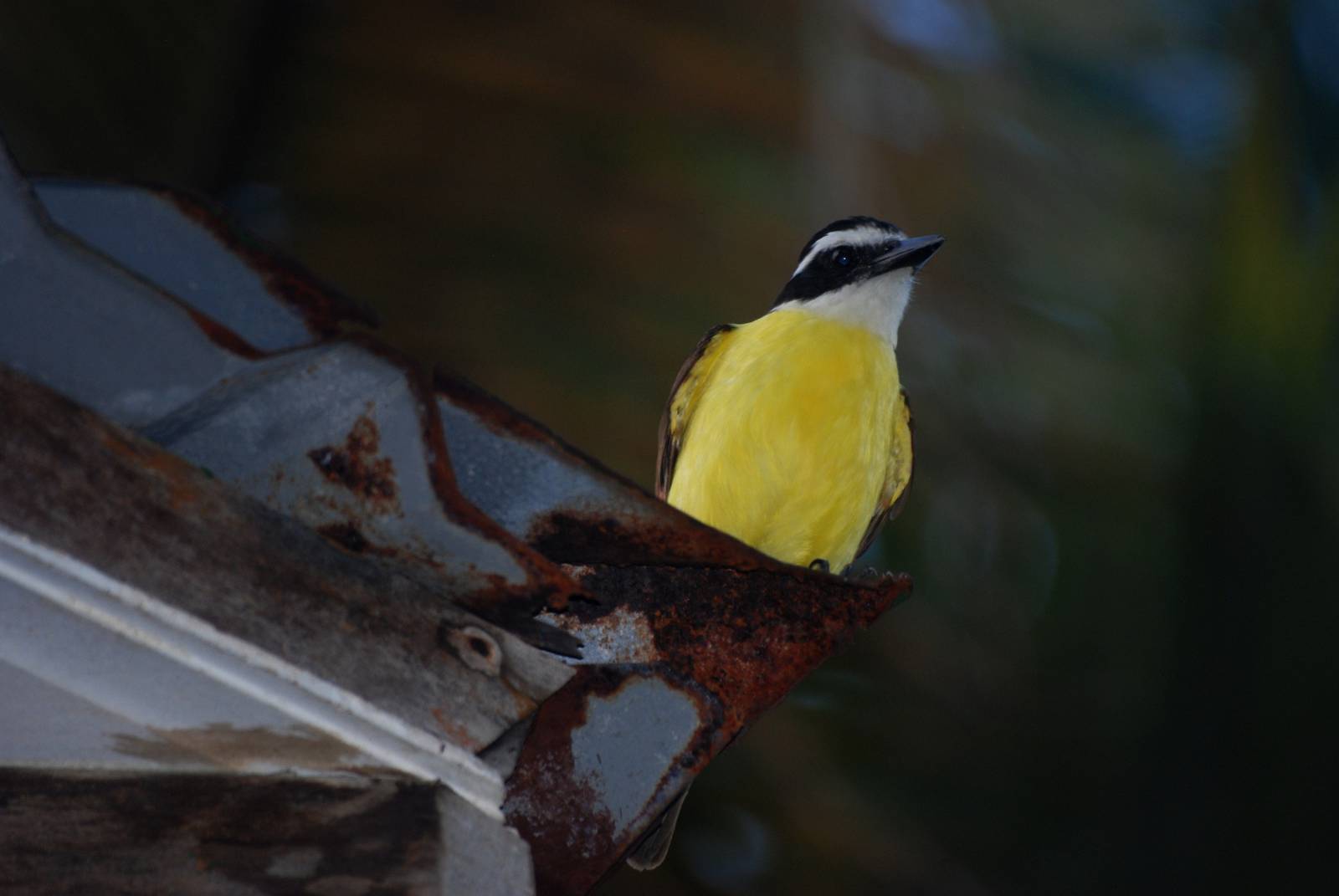 Great Kiskadee in Tortuguero, 13/04/14