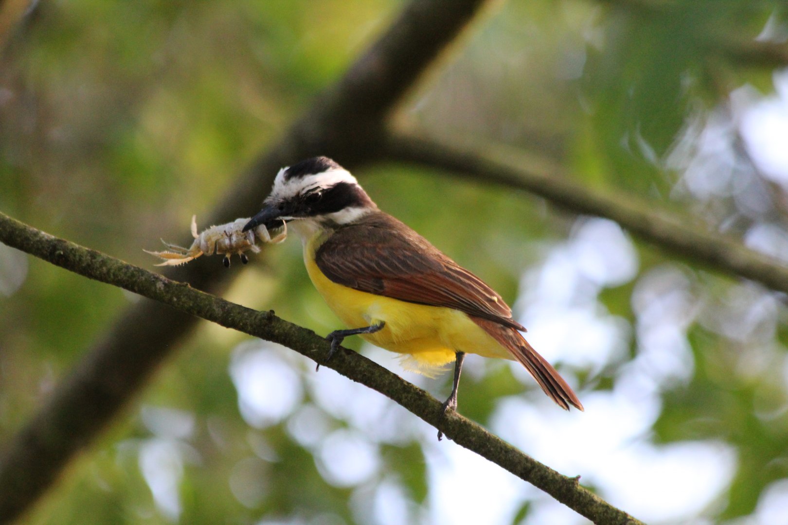 Great Kiskadee - Mar 2019