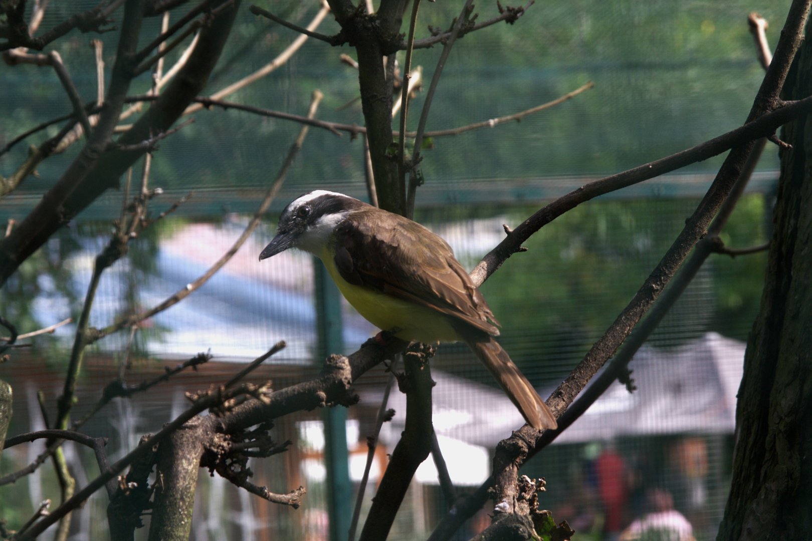 Great Kiskadee (Pitangus sulphuratus), 13-09-25