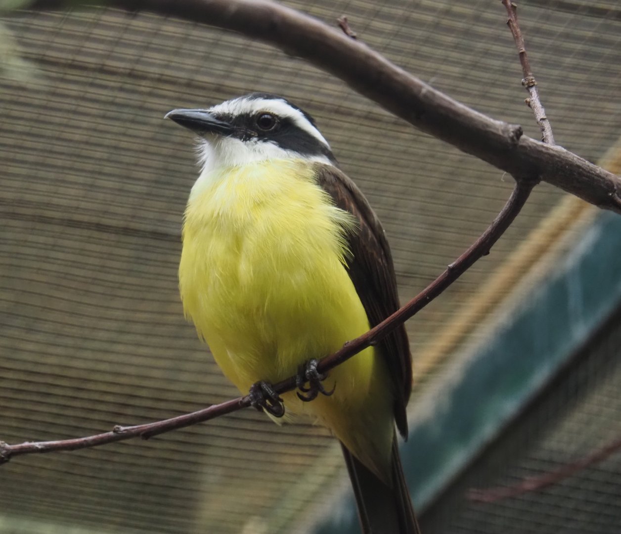 Great kiskadee (Pitangus sulphuratus), 2024-05-22