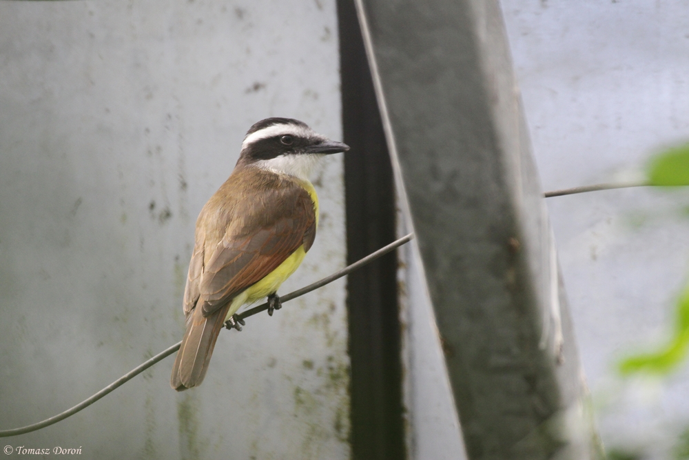 Great Kiskadee (Pitangus sulphuratus)