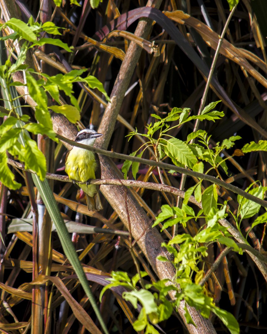 Great kiskadee, Pitangus sulphuratus