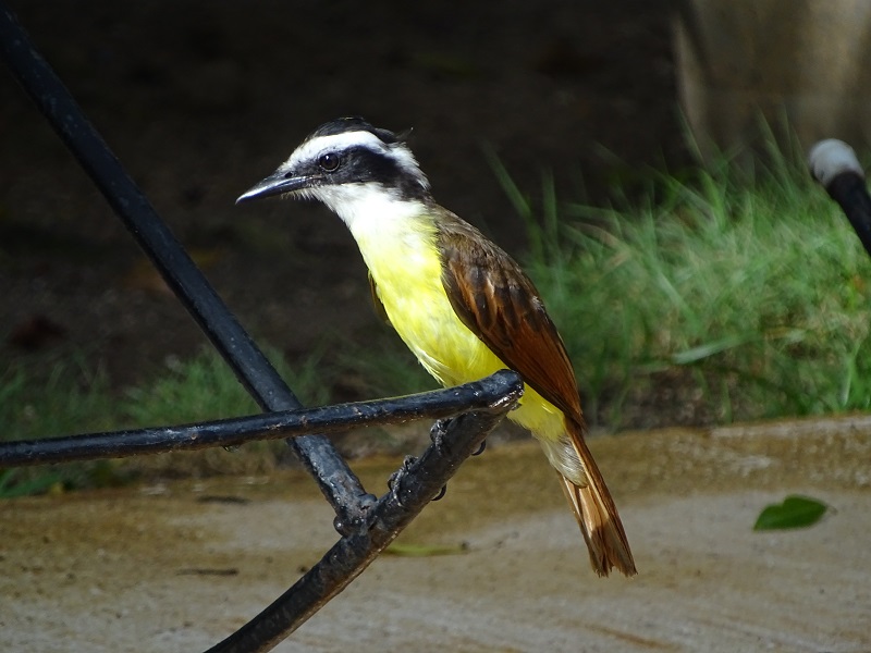 Great kiskadee (Pitangus sulphuratus)