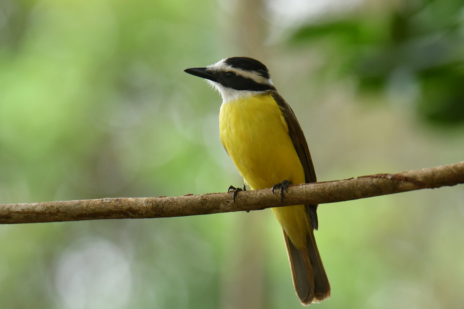 Great Kiskadee (Pitangus sulphuratus)