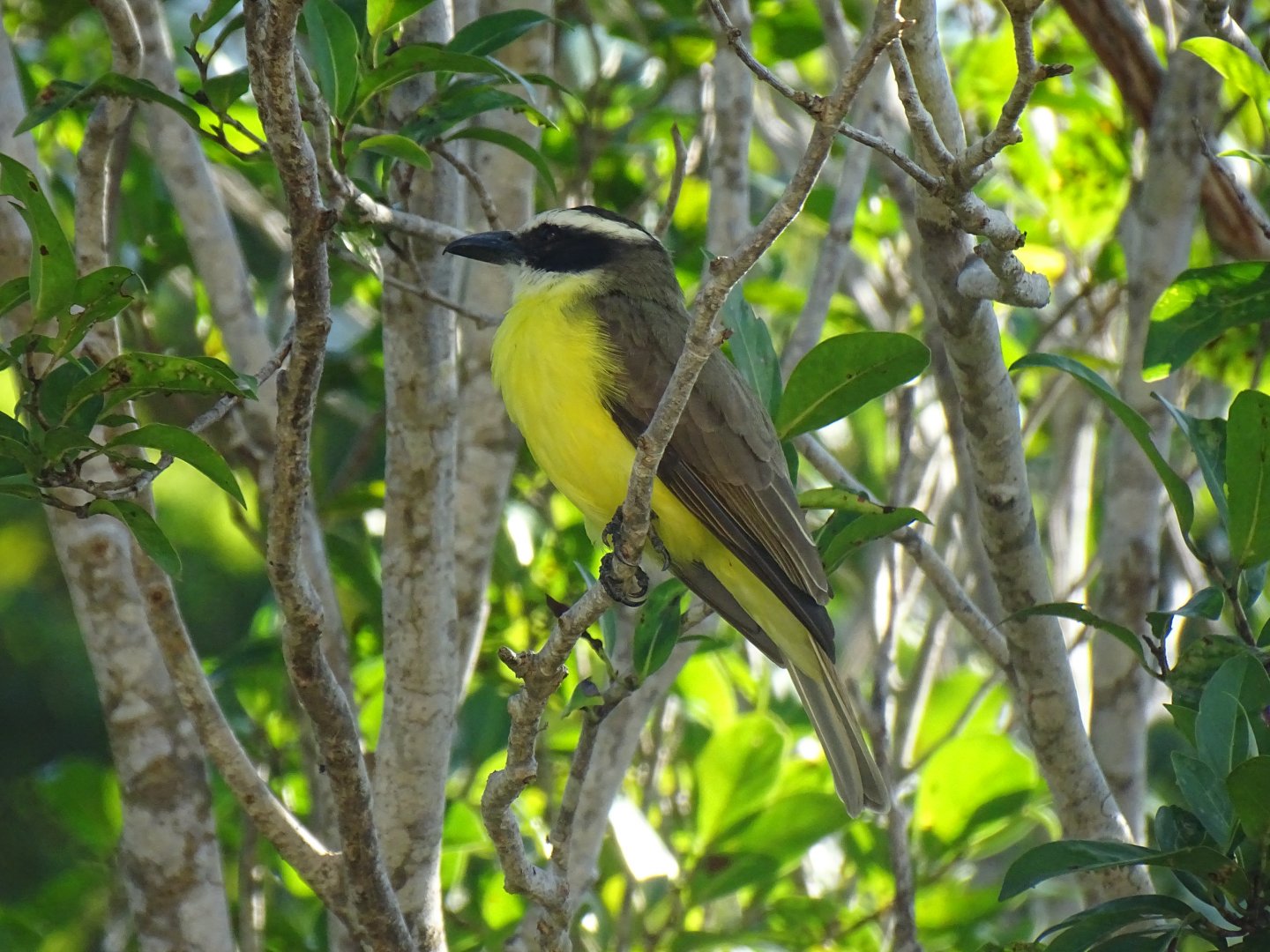 Great kiskadee (Pitangus sulphuratus)