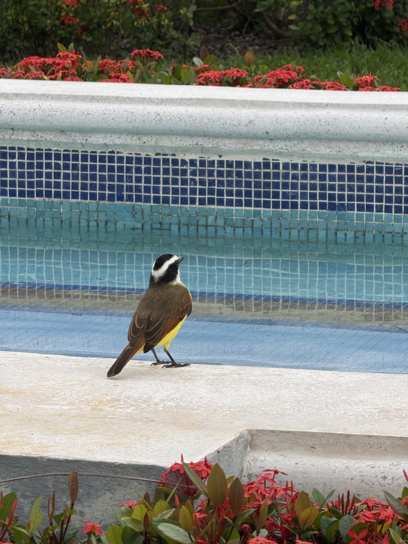 Great kiskadee (Pitangus sulphuratus)