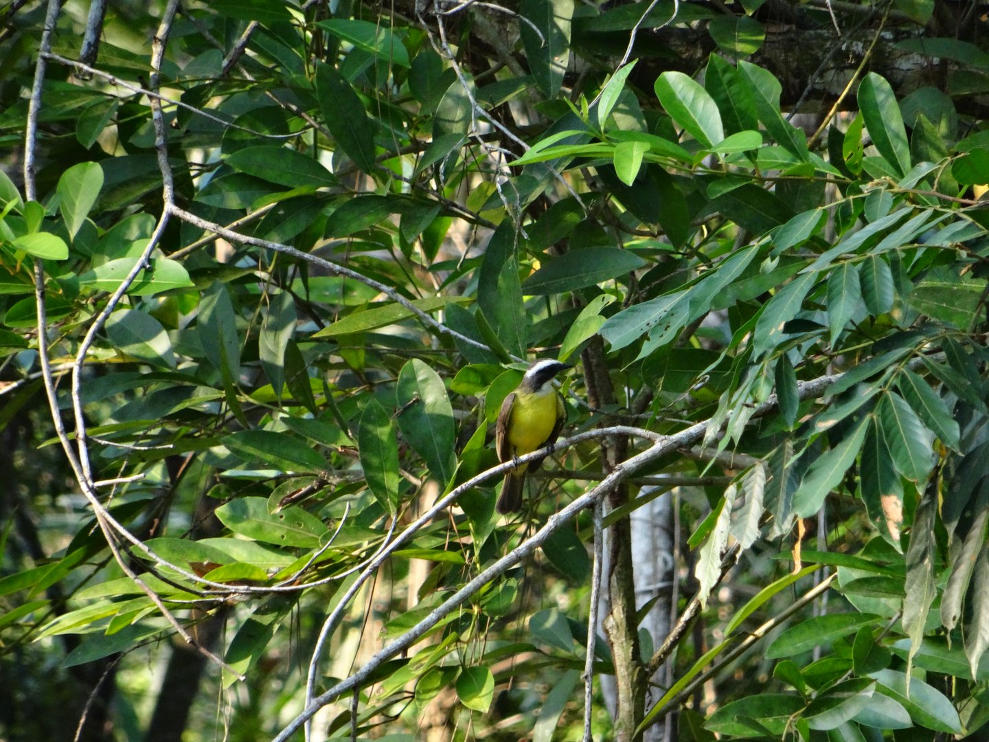 Great Kiskadee (wild)
