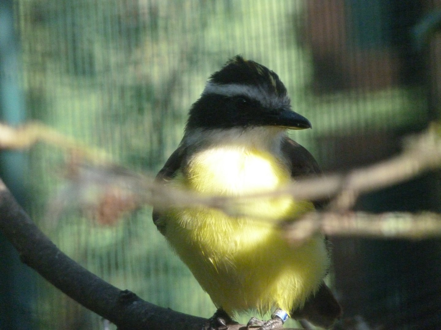 Great kiskadee -Zoo Plzeň (2025)