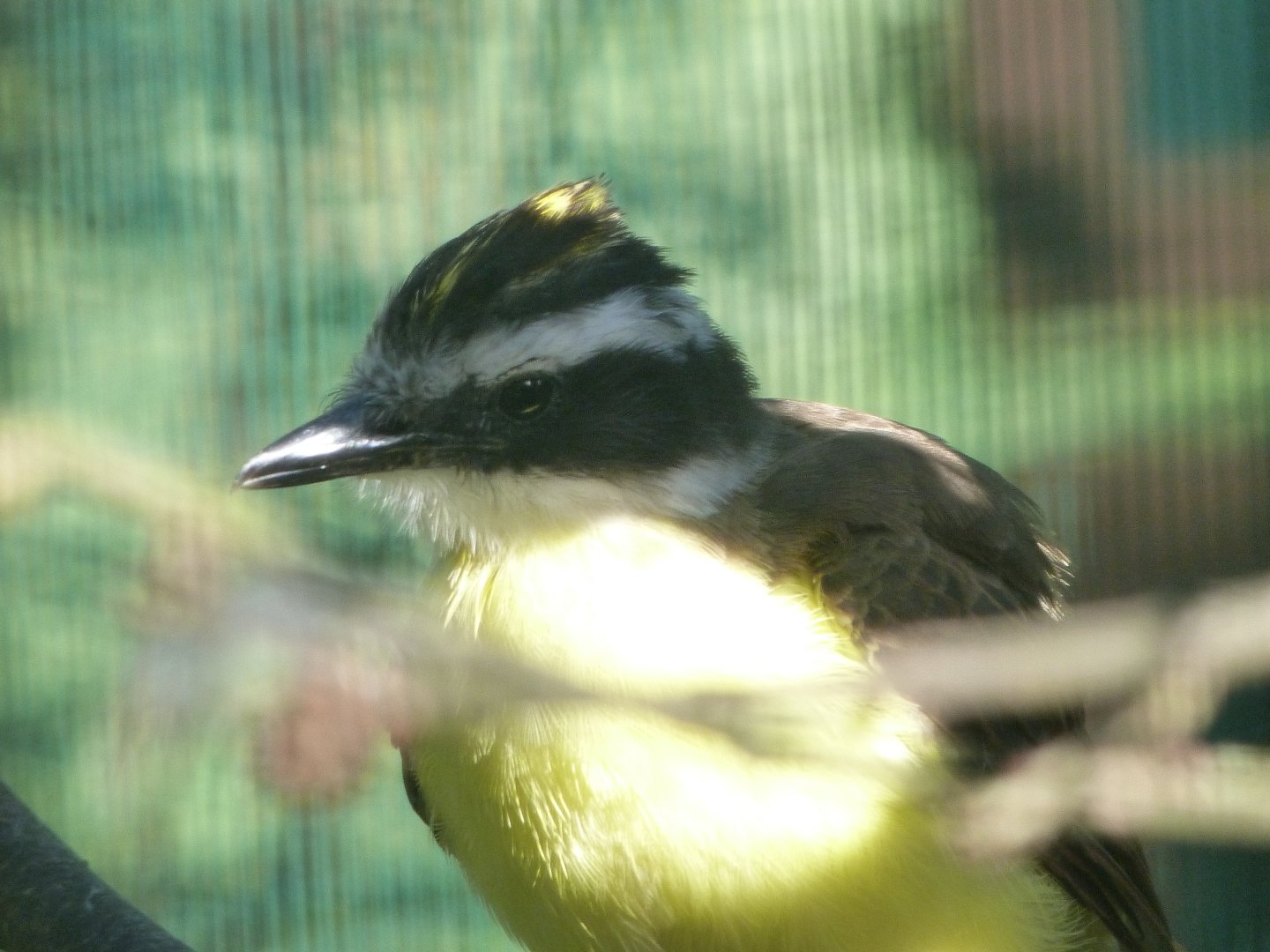 Great kiskadee -Zoo Plzeň (2025)
