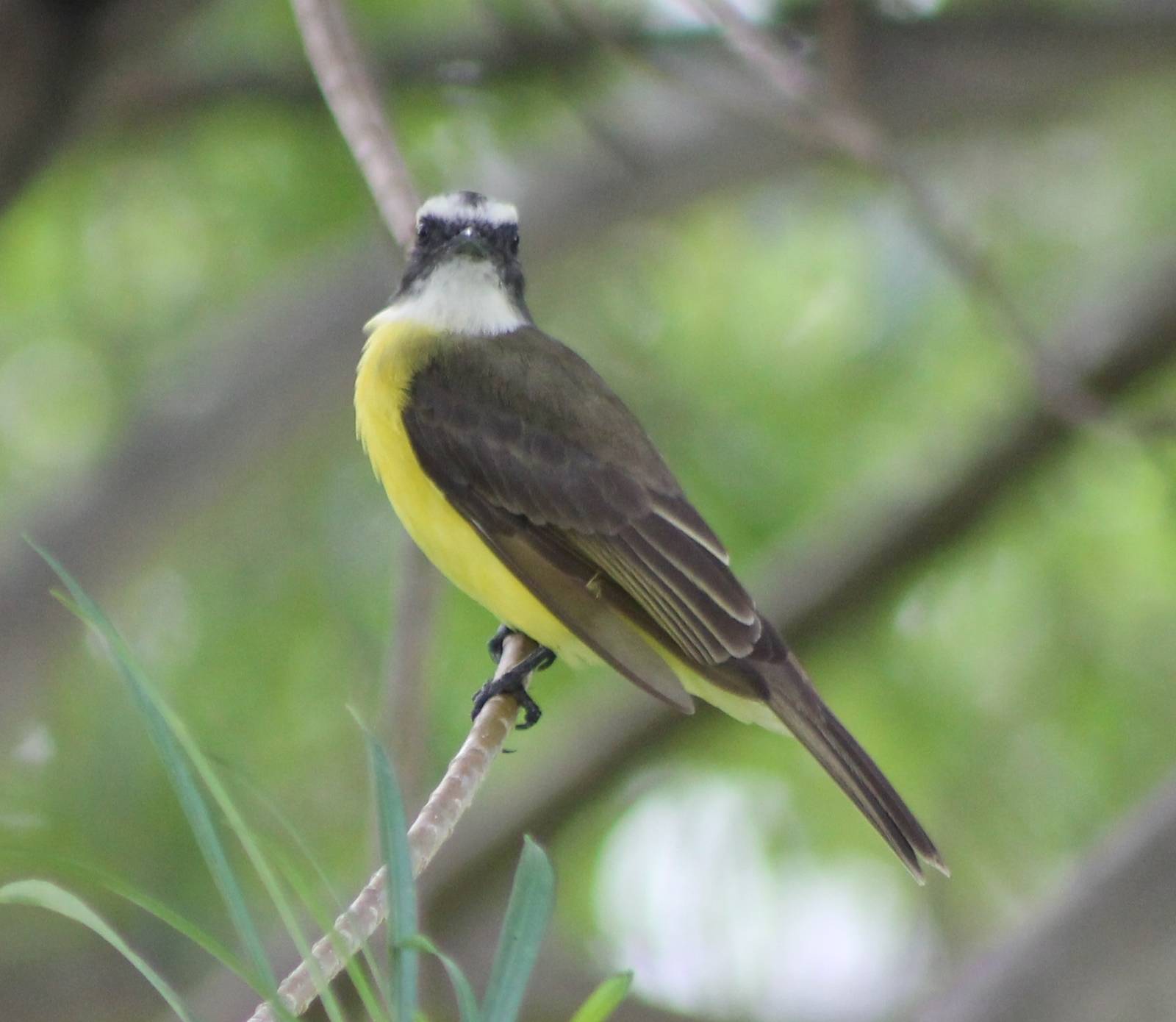 Great kiskadee
