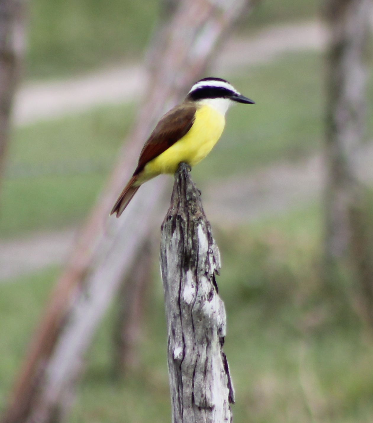 Great kiskadee