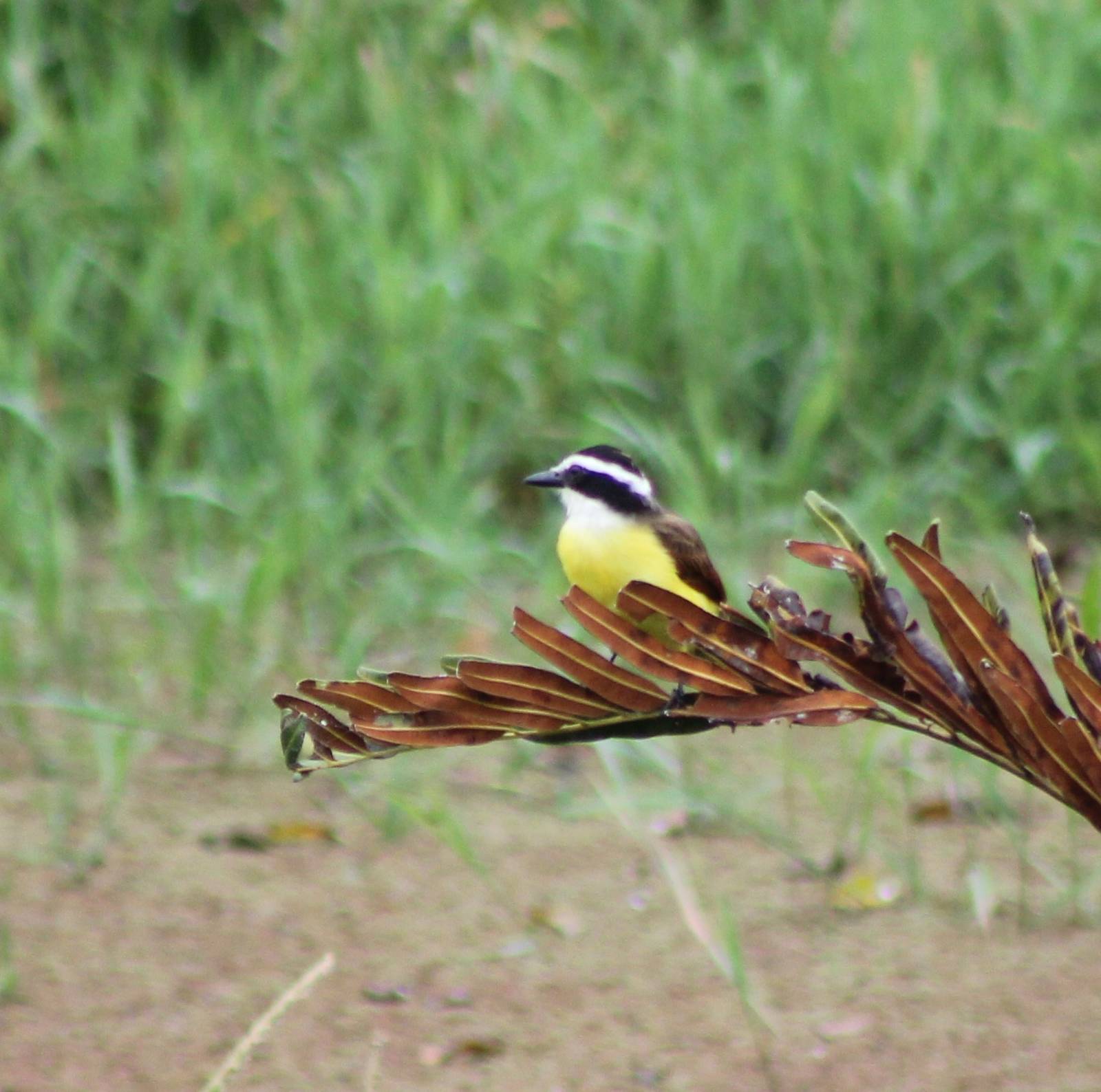 Great kiskadee
