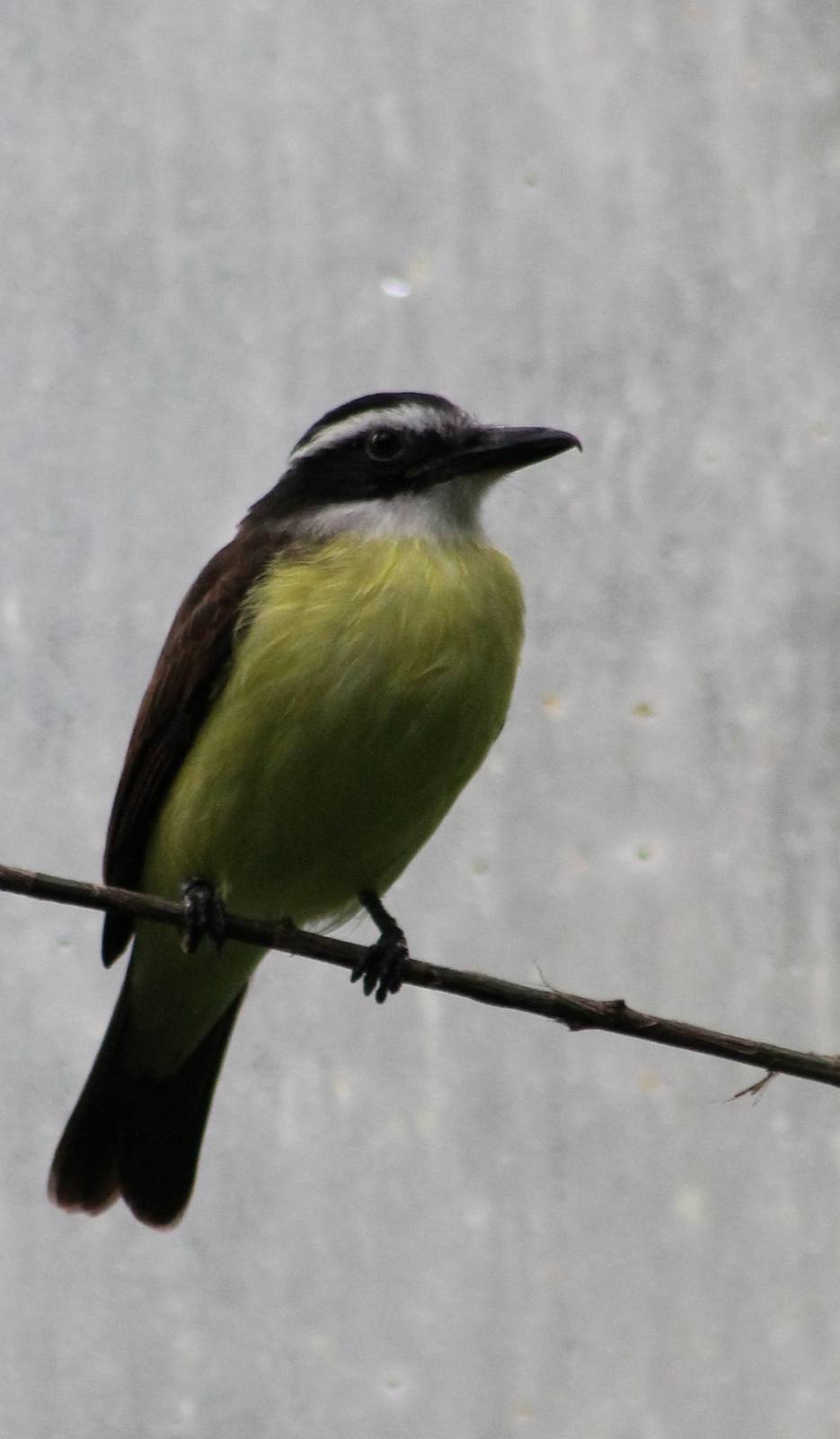 Great kiskadee