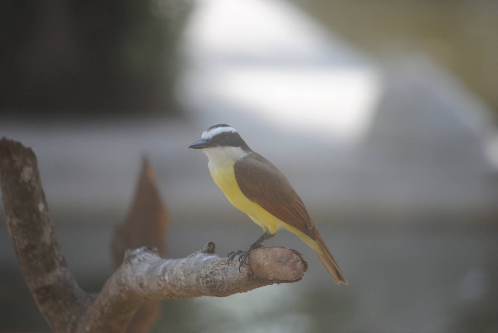 Great Kiskadee