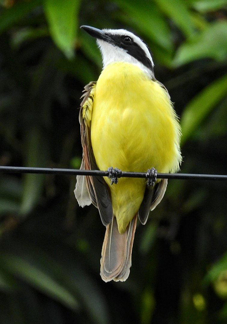 Great Kiskadee